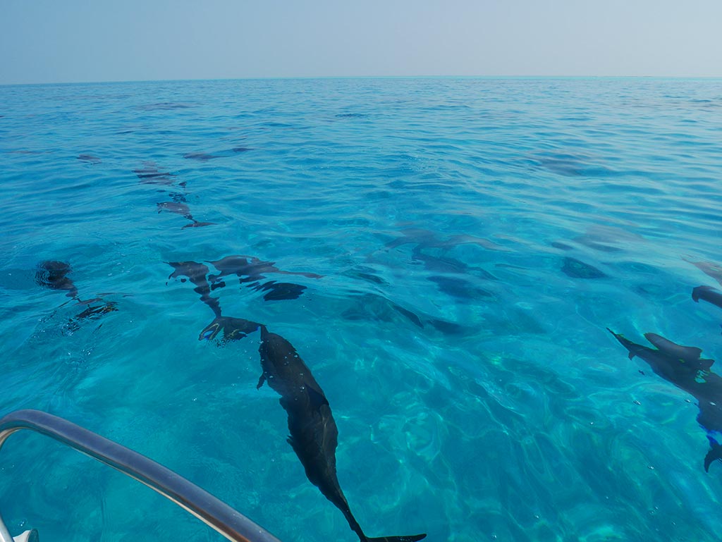 A pod of dolphins, Gaafaru, Maldives