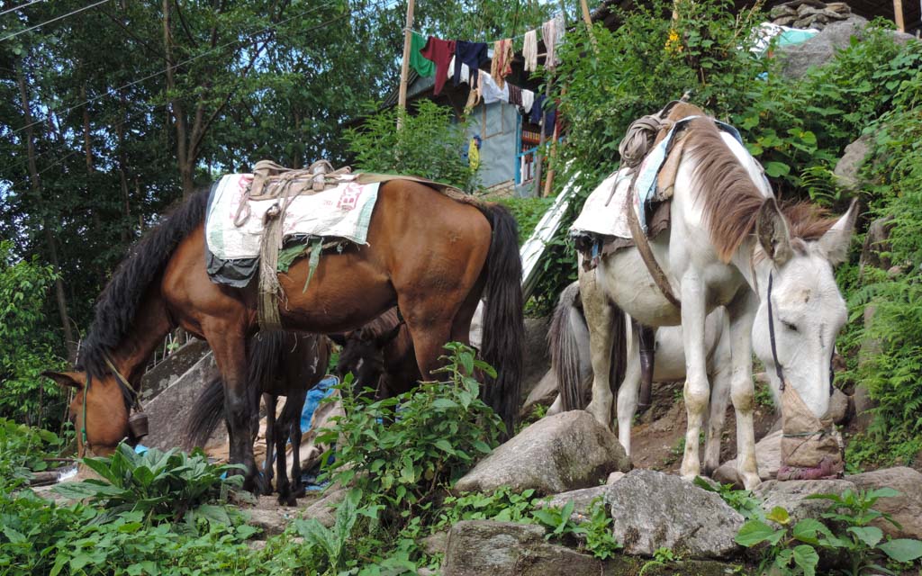 horses assisting porters whilst trekking in Nepal