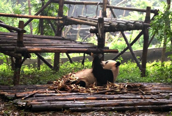 luxury guide to chengdu panda