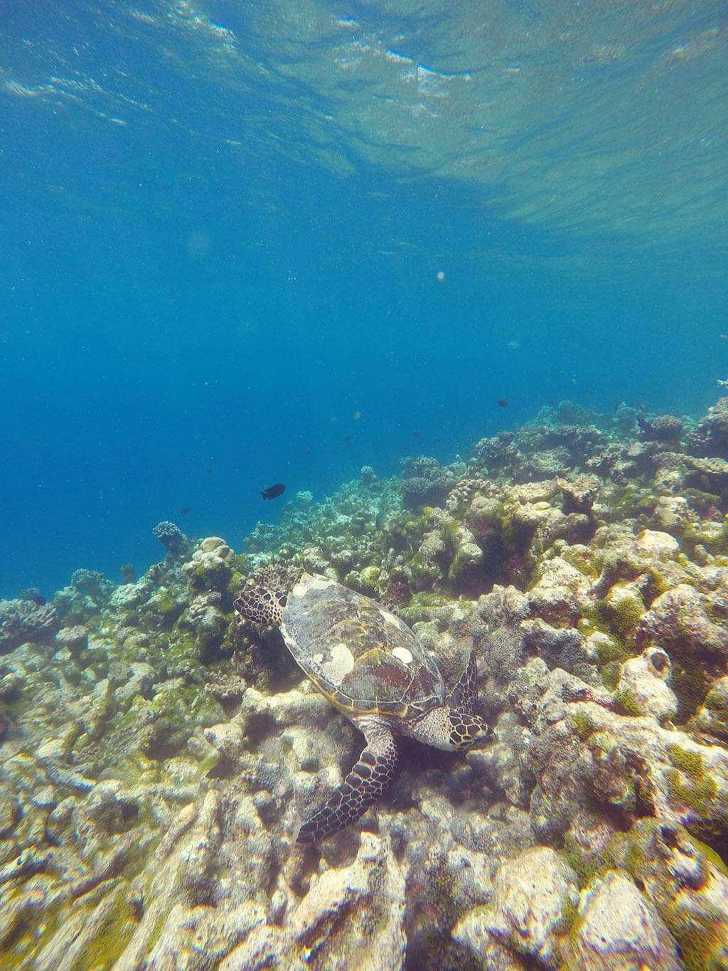 Sea turtle in Maldives near Gaafaru