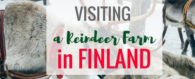 Visit a Reindeer Farm in Finland